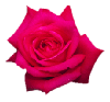 rose.gif (5950 bytes)