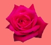 rose2.jpg (7038 bytes)